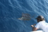 Sail release behind the Last Mango