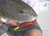 Shallow Water Redfish love to eat the New Berkley Gulp Fire Tail Shrimp.
