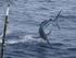 Black malrin in Fiji