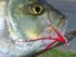 King Fish (Jack) on Fly