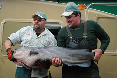 Brian Vohol of Hermitage, Tenn. and Bruce Paulk of Michie, Tenn., show off the 73.45-pound blue cat they caught to take big fish honors during the 7th annual Cabelas King Kat Classic, held Oct. 16-17, 2009, on Pickwick and Wilson lakes at Sheffield, Ala.
