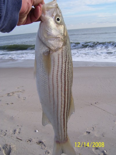 striped bass