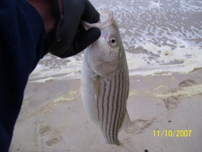 Fat and Healthy Short Stripers
