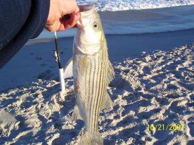 Short Stripers like this all day