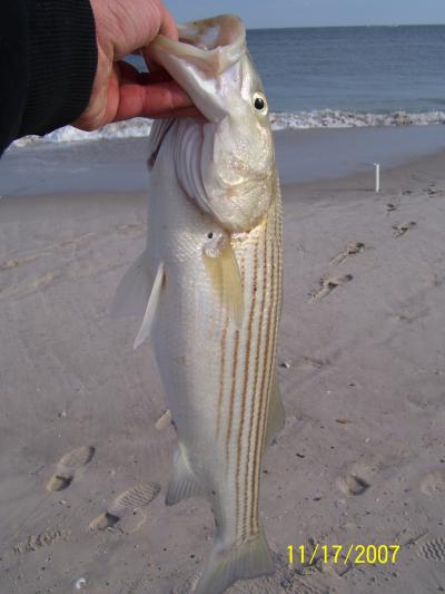 Stripers like this all day