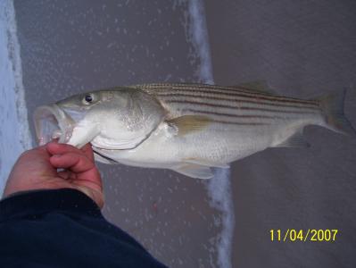 Stripers like this all day