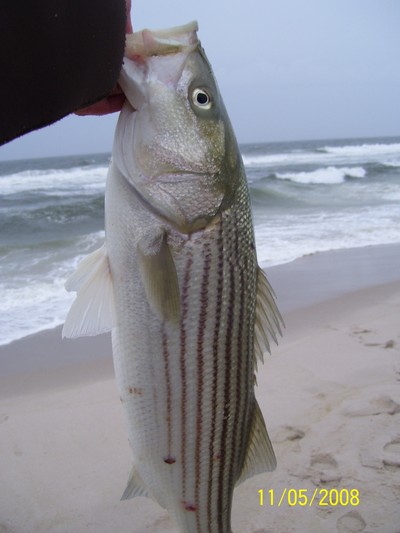 One of the double hooked Stripers