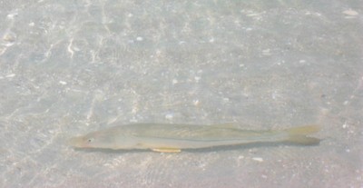 Walked right up to this Snook and took his pic as he cruised along...BOLD fish!!
