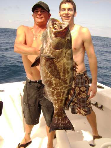 30 pound black grouper