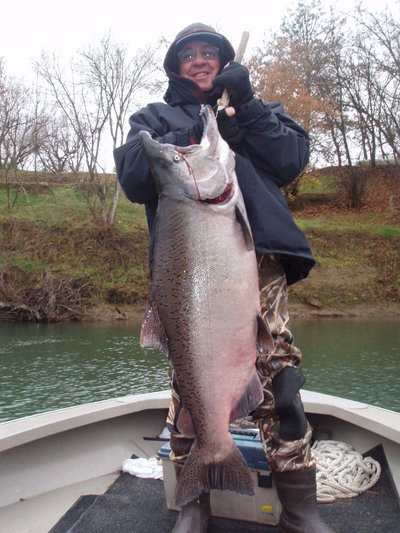 Sacramento river salmon guides 37 pound December king salmon on Sacramento river with guide Dave Jacobs