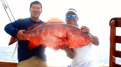 Cuberra Snapper or Dog Tooth Pargo, a rose by ....