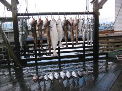 The Catch of the Day, Halibut, Lings, Silvers and Rock Fish