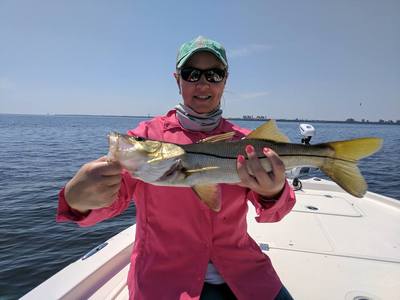 Snook fishing in Tampa Bay getting good