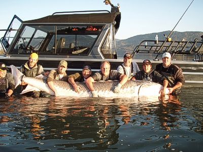 11 ft sturgeon caught and released on the Fraser