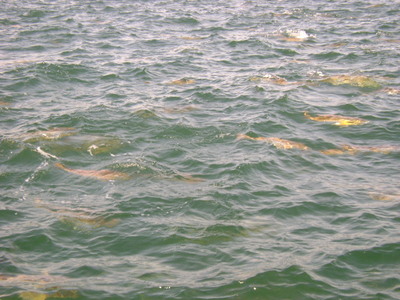 Rather large school of Pensacola Bull Red Fish
