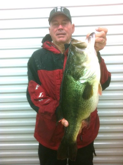 This 11.2 lb toledo largemouth hit a spinnerbait