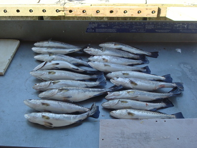 18 keeper trout