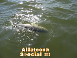Big Allatoona Striper In The Water