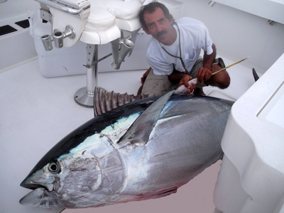 375 lb. Tuna