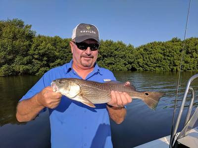 The redfish bite in Tampa Bay hetting up.