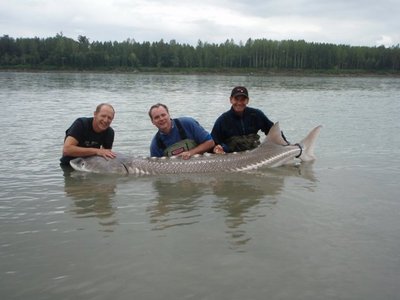 giant Fraser river Sturgeon are common for us