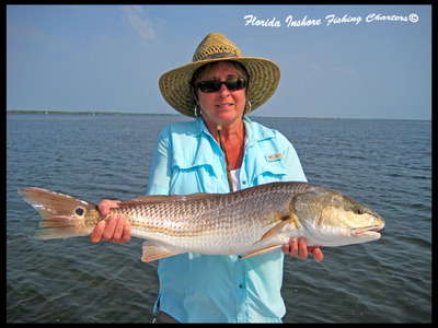 Nice Mosquito Lagoon Redfish by Rebecca on a crab