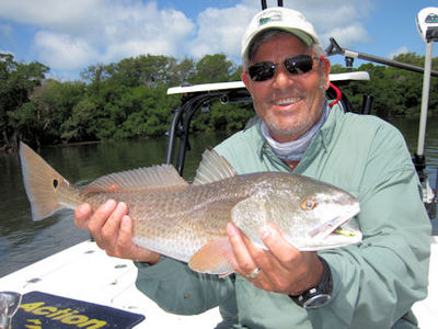 Bill Moore's Sarasota Bay CAL shad red caught and released while fishing with Capt. Rick Grassett.