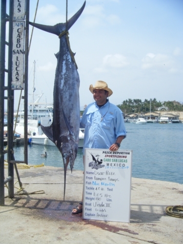 Nice 180 lbs Blue Marlin