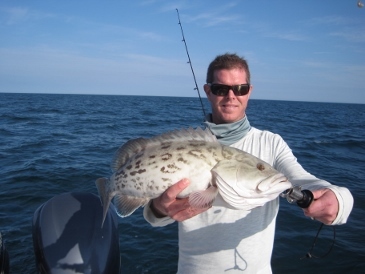 25 1/2-inch gag grouper on a bait-fish; released