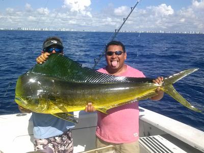 Big mahi-mahi dolphin caught sportfishing in Ft Lauderdale