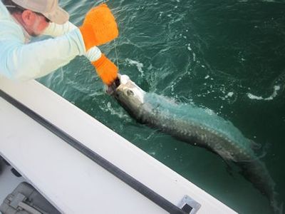 Capt. Rick Grassett leaders Jim Dempsey's, from IL, tarpon caught and released in the coastal gulf in Sarasota.