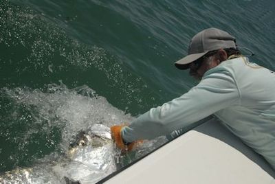 Capt. Rick Grassett with a tarpon caught and released on a fly by Sean Sherman, from NYC, in the coastal gulf in Sarasota.