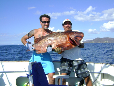 The big dog tooth snapper