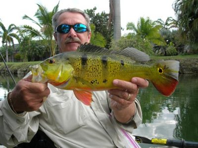 South Miami Peacock Bass