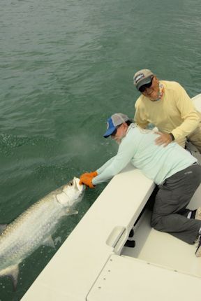 Dennis Ondercin, from OH, with a tarpon caught and released on a live crab while fishing the coastal gulf in Sarasota with Capt. Rick Grassett.