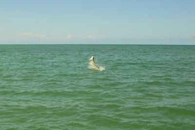Hal Lutz jumps a tarpon on a fly in the coastal gulf in Sarasota while fishing with Capt. Rick Grassett.