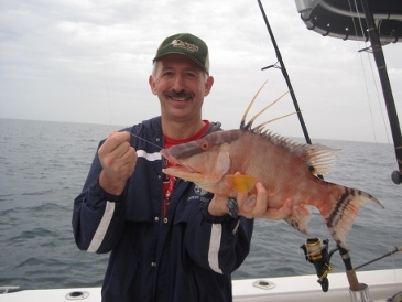 18-inch hogfish, on shrimp