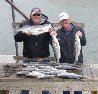 Limit of Stripers to 8lbs caught on Lake Texoma with guide Brian Prichard