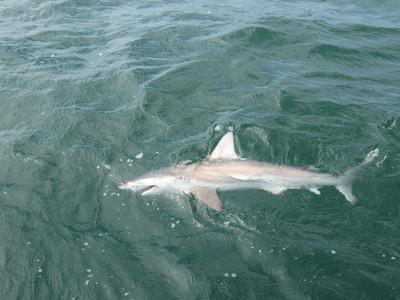 Blacktip shark to the boat