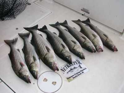 Boat Limit of Stripers