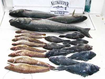 Stripers, Sea Bass & Ling