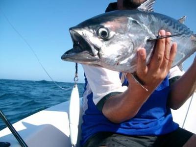 Large Eastern Little Tuna on Vertical Jig