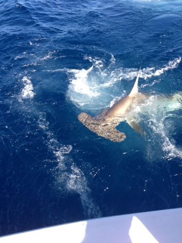 Great Gray Hammer Head Shark off the coast of ft Lauderdale aboard Hooked Up