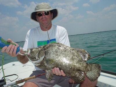 John Colwell, from Seattle, WA, caught and released a pair of nice tripletail on a pink Clouser flyn while fishing Sarasota Bay with Capt. Rick Grassett.