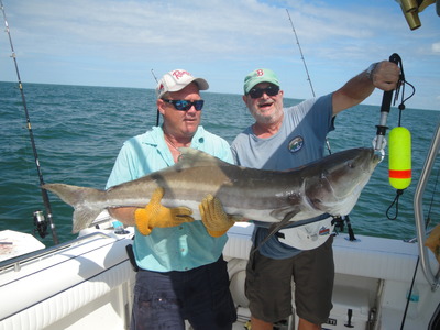 Another Huge Cobia