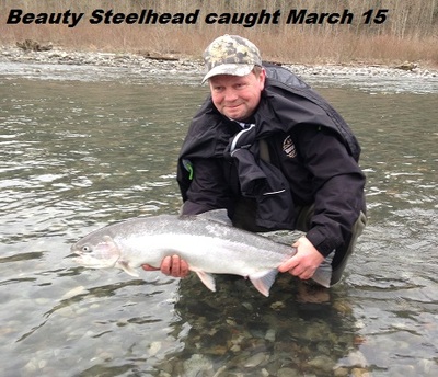 prime 14 lb Steelhead caught near Vancouver BC