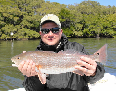 Mark's nice cold water redfish caught in Boca Ciega Bay with Capt. C.A. Richardson