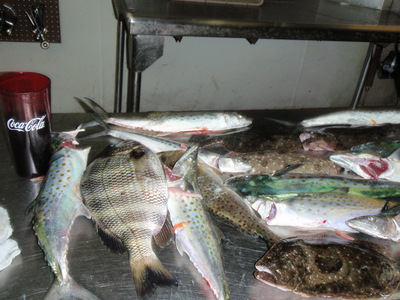 tampa sheepshead, flounder , redfish, mackerel, trout,black drum