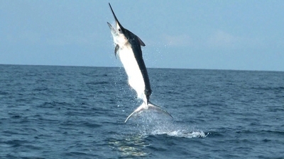 Marlin Jumping