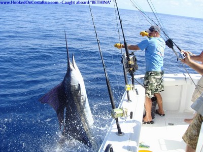 Bethina Mate Russ wires another giant Sailfish before release
